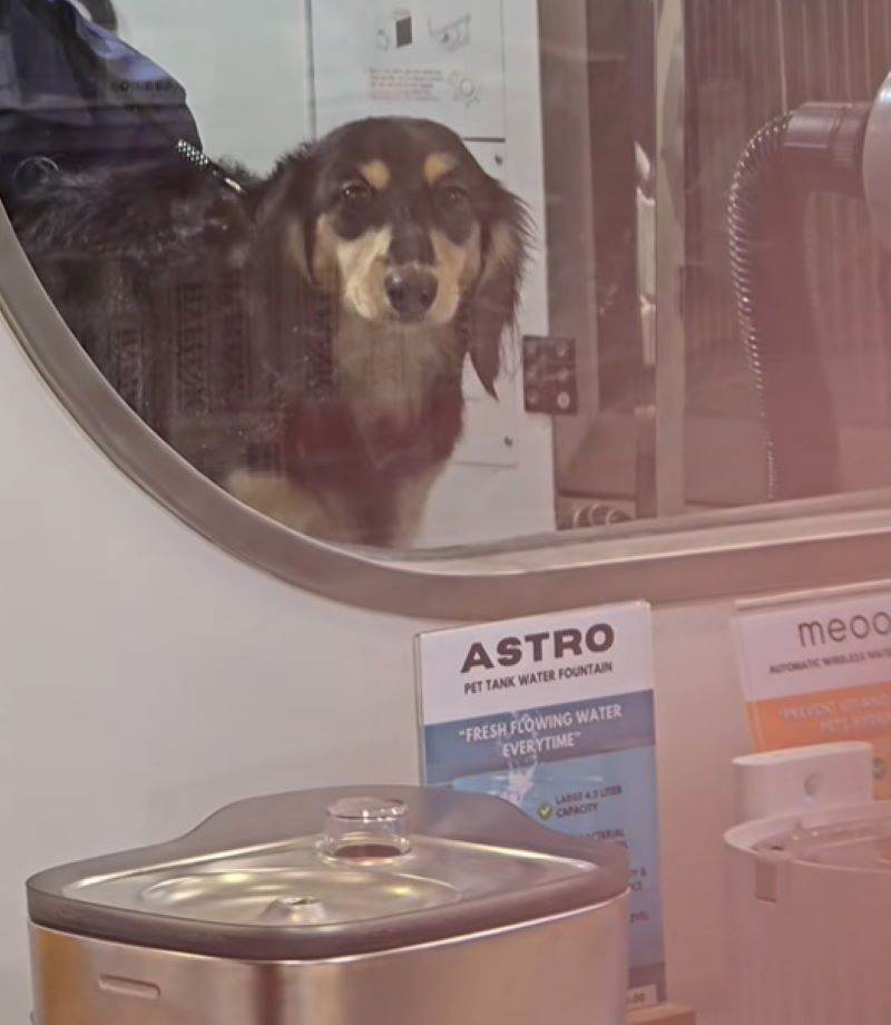 dog by the window