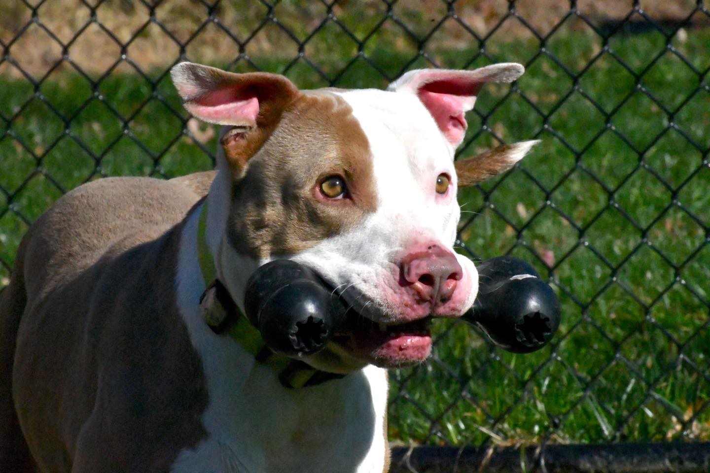 dog carrying a toy