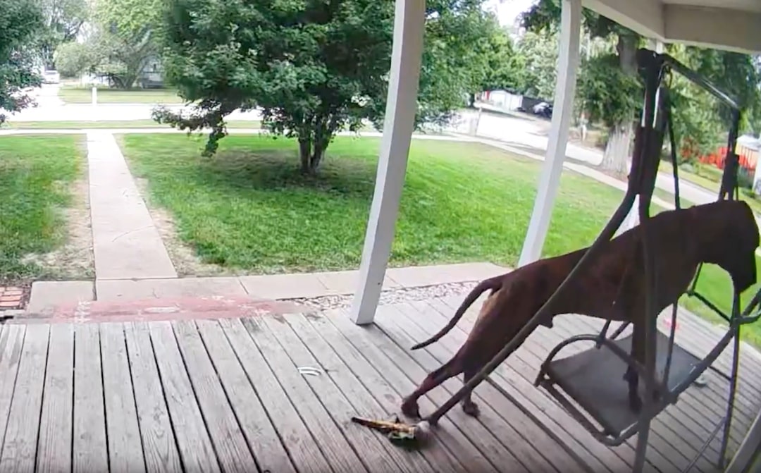 dog climbing on swing