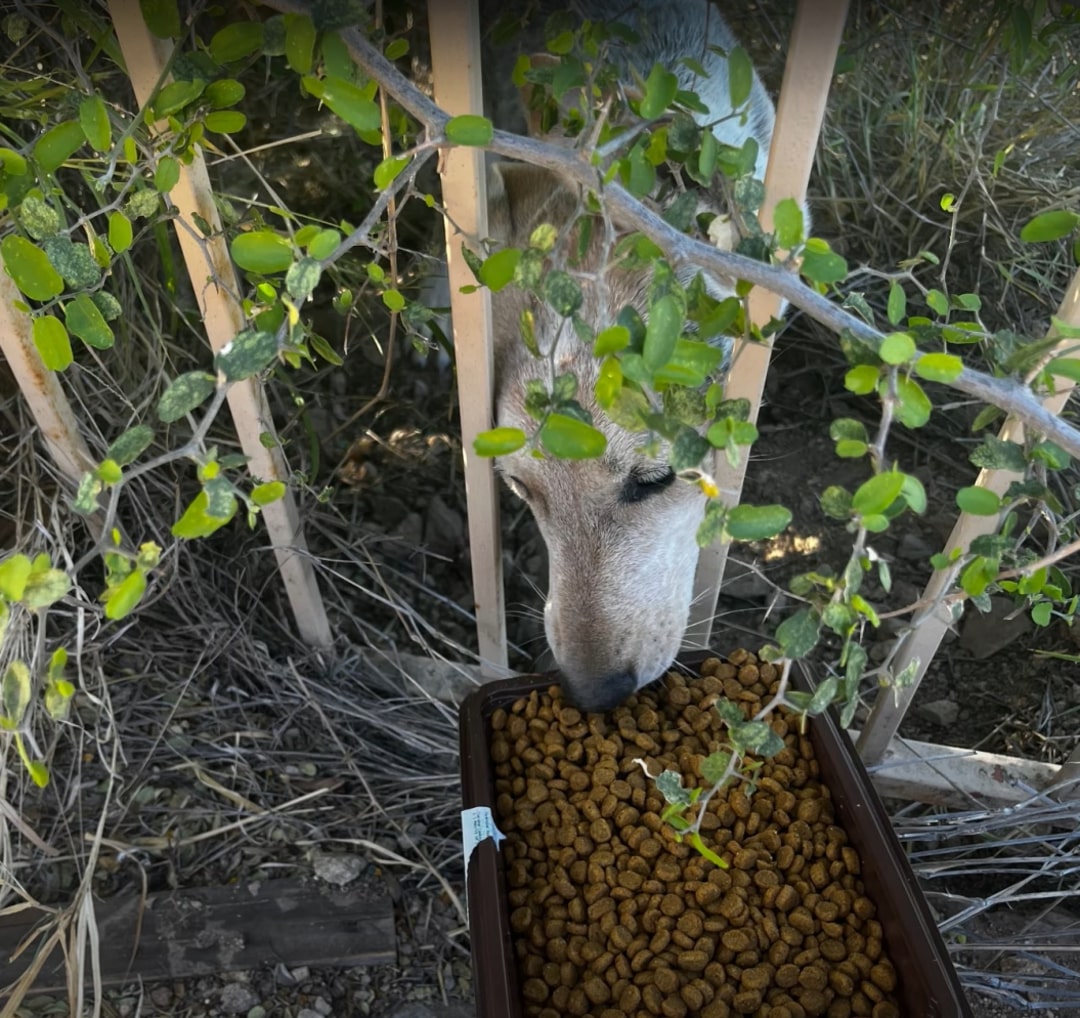 dog eating a food