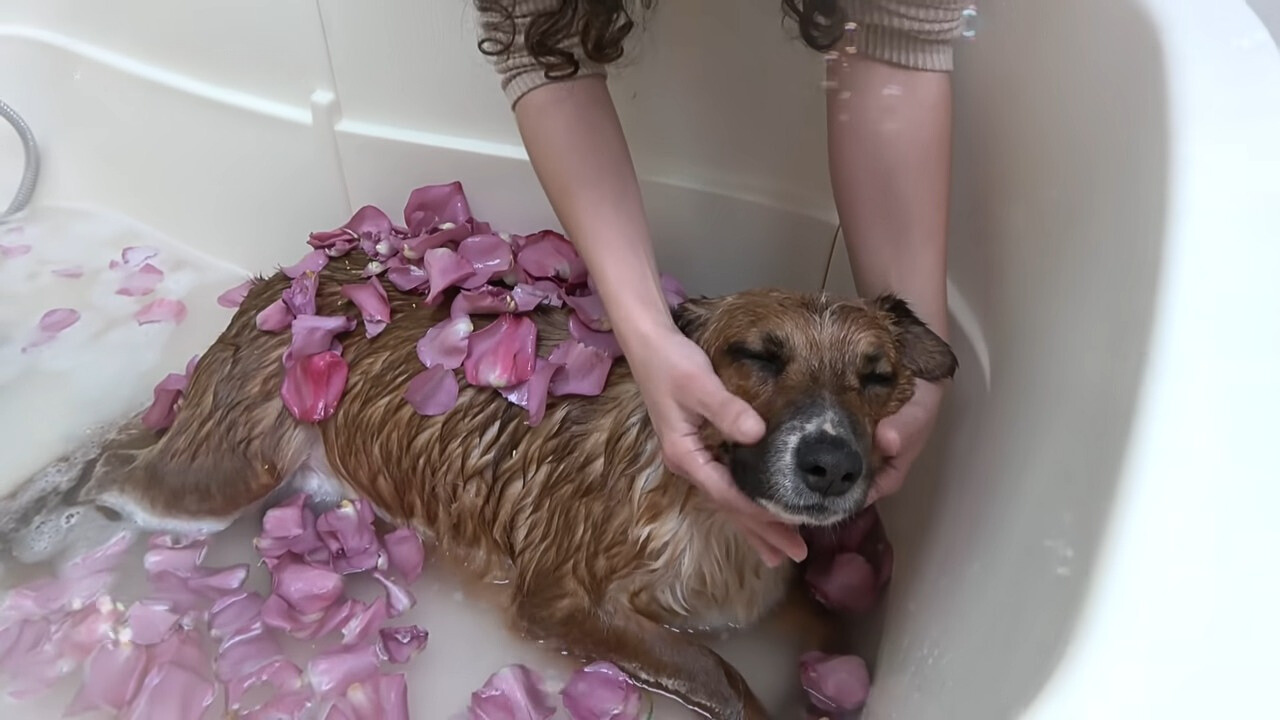 dog getting a bath