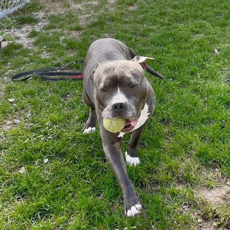dog holding a ball in mouth