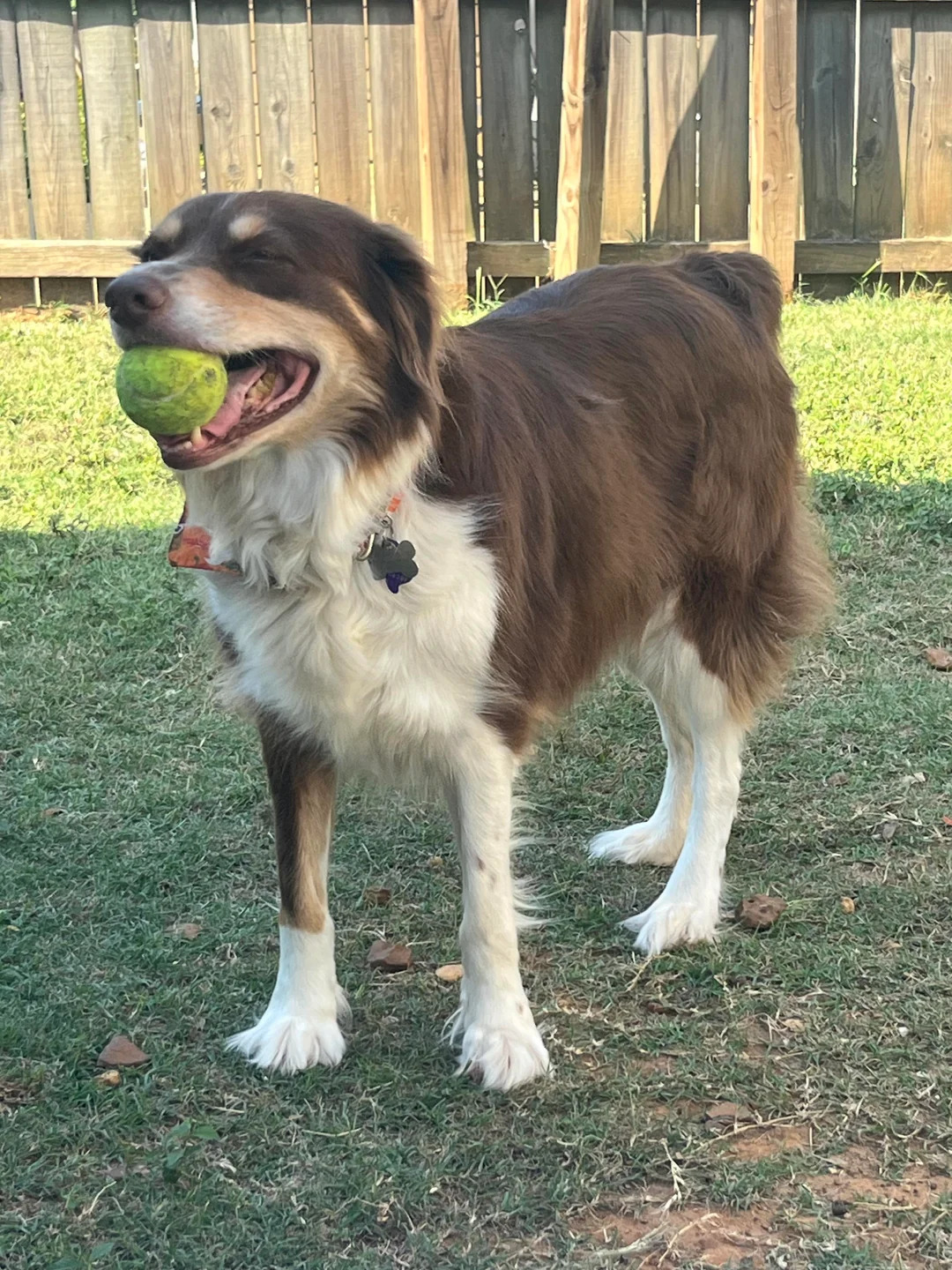 dog holding a ball in mouth