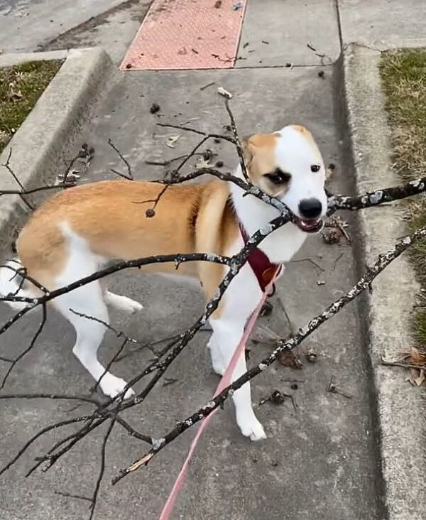 dog holding a stick