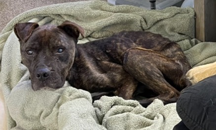 dog in a blanket