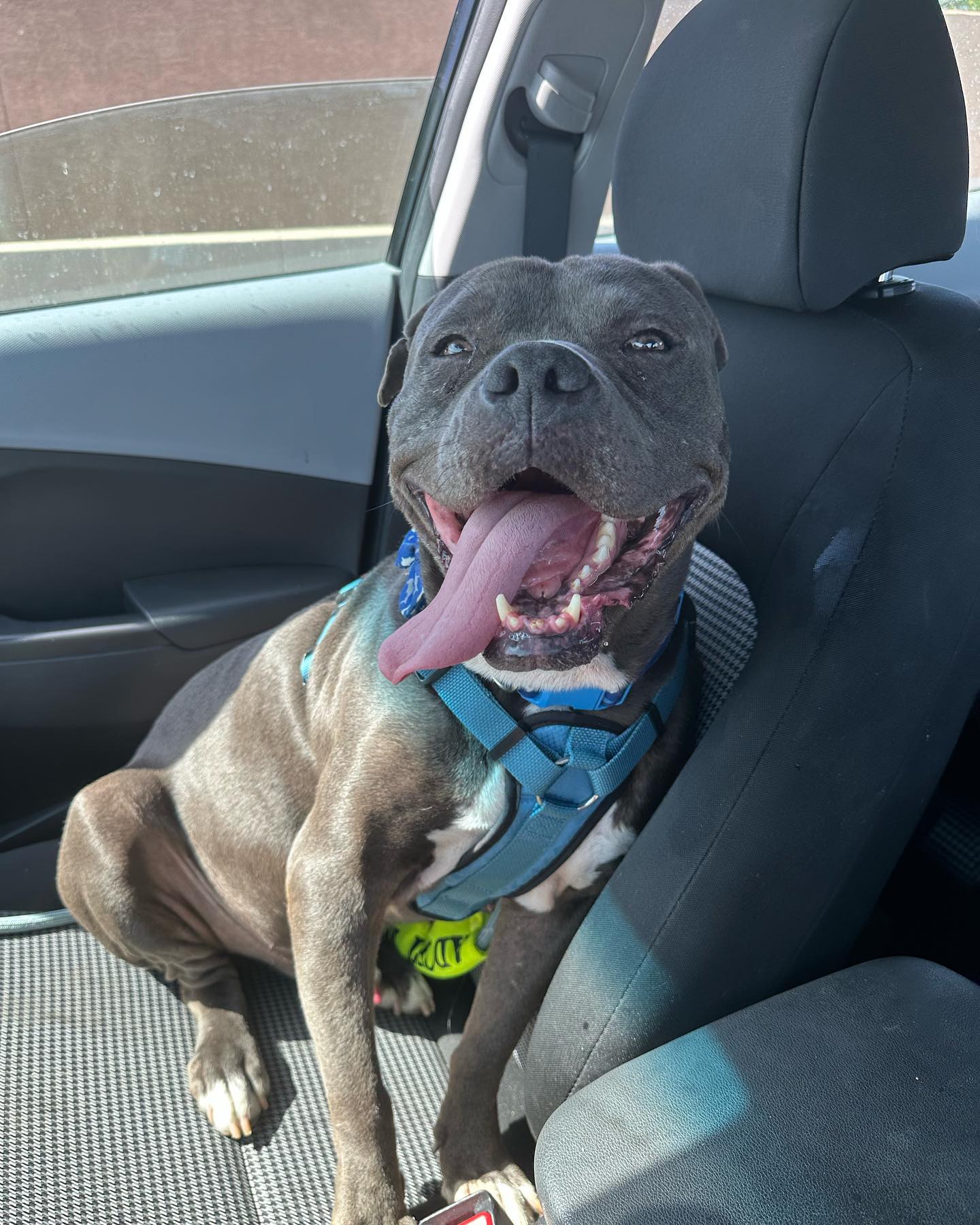 dog in a car