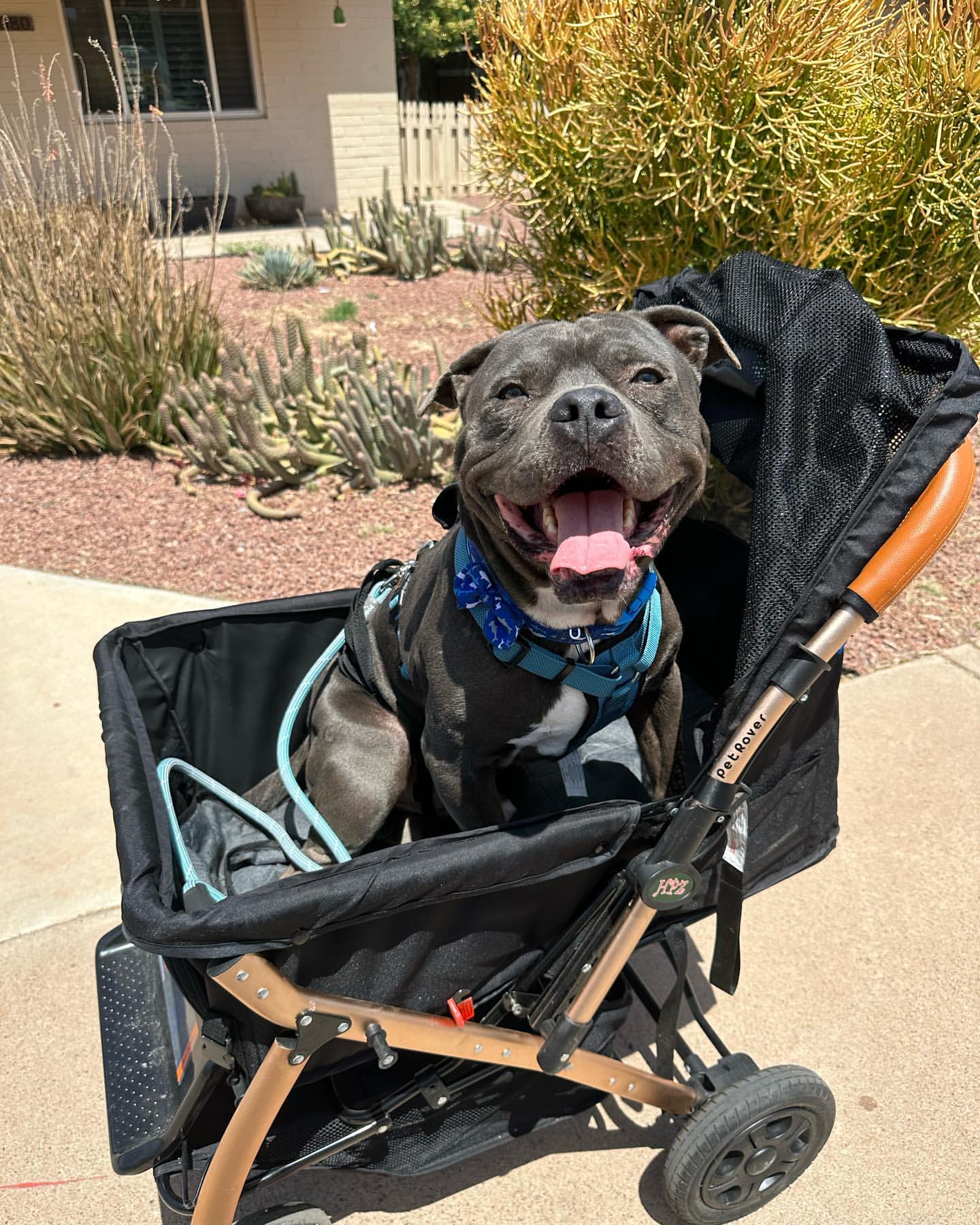 dog in a stroller