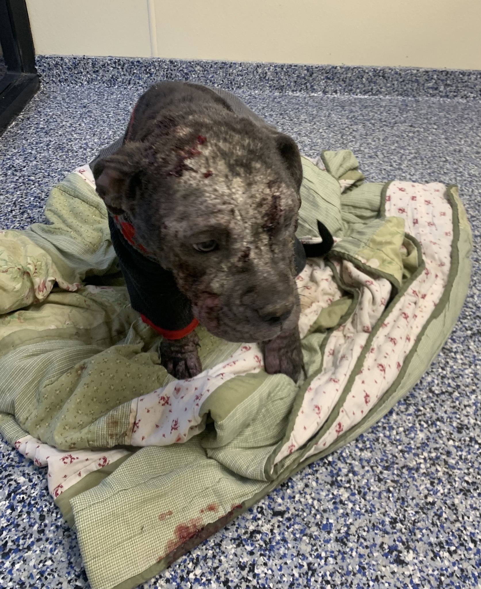 dog in bad condition