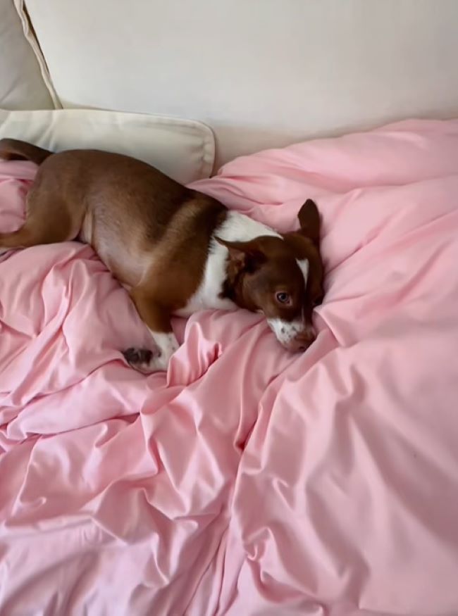 dog in bed