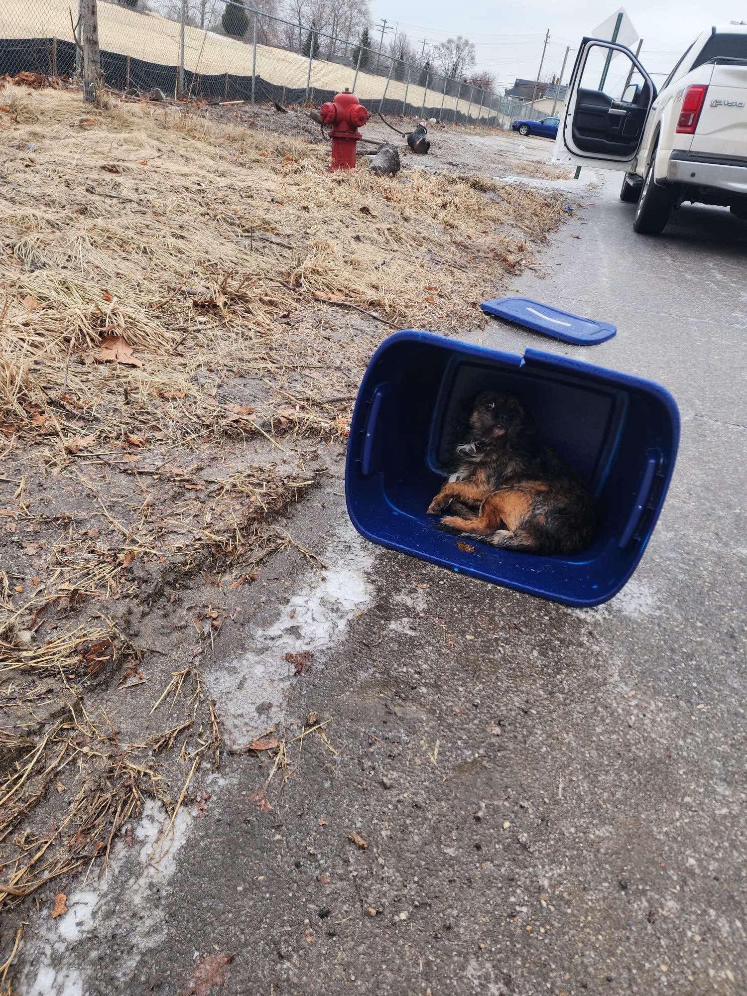 dog in blue basket
