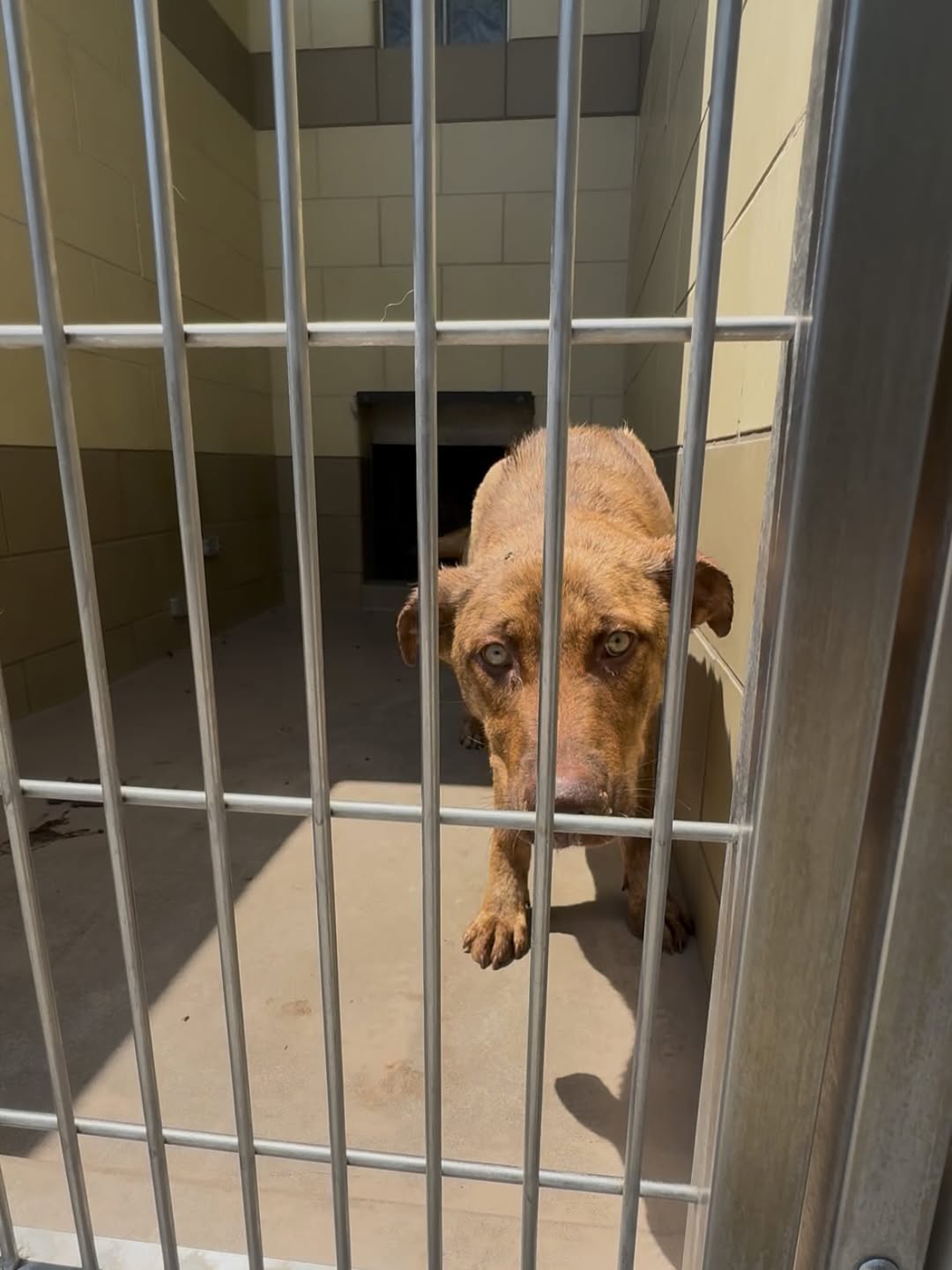 dog in cage