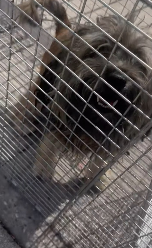dog in cage