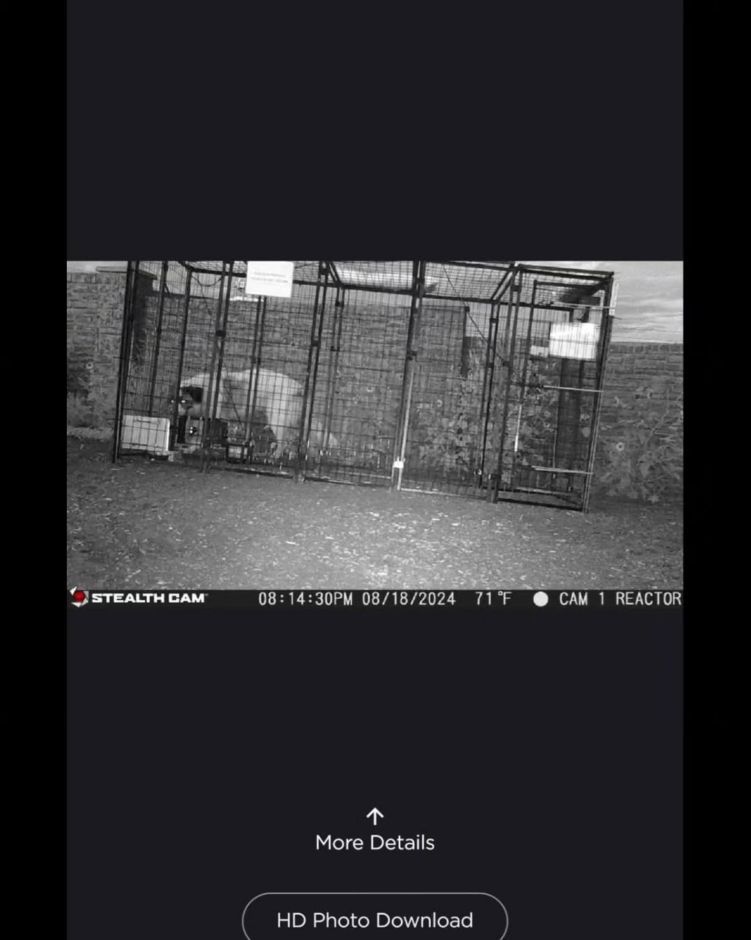 dog in cage