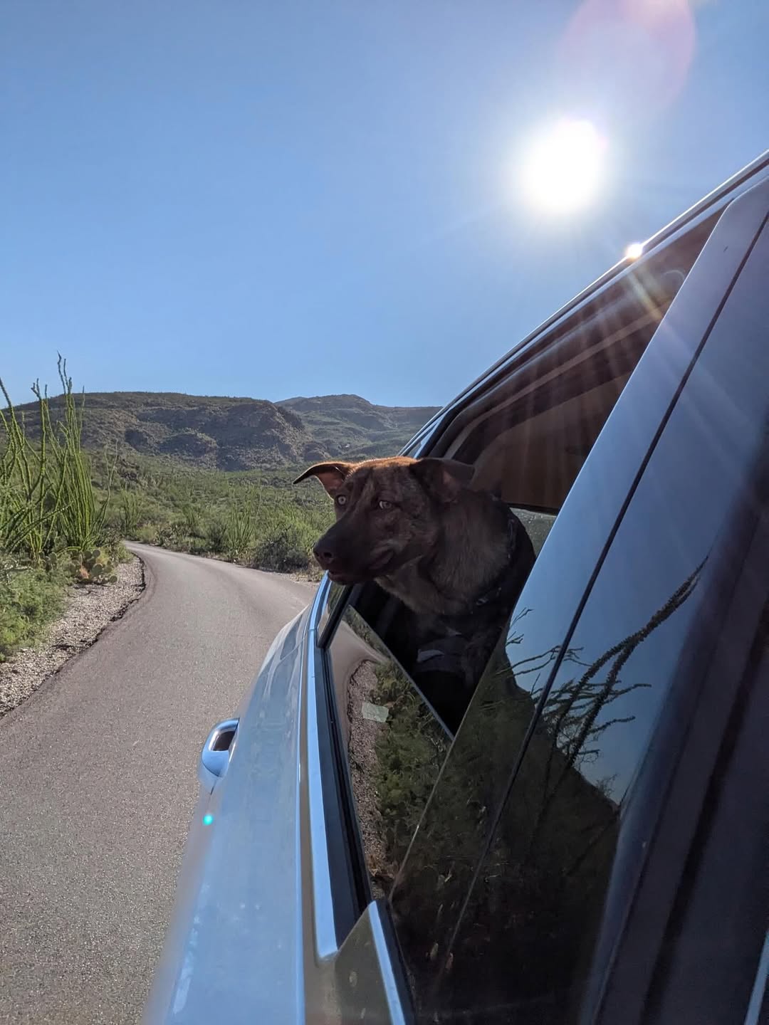 dog in car