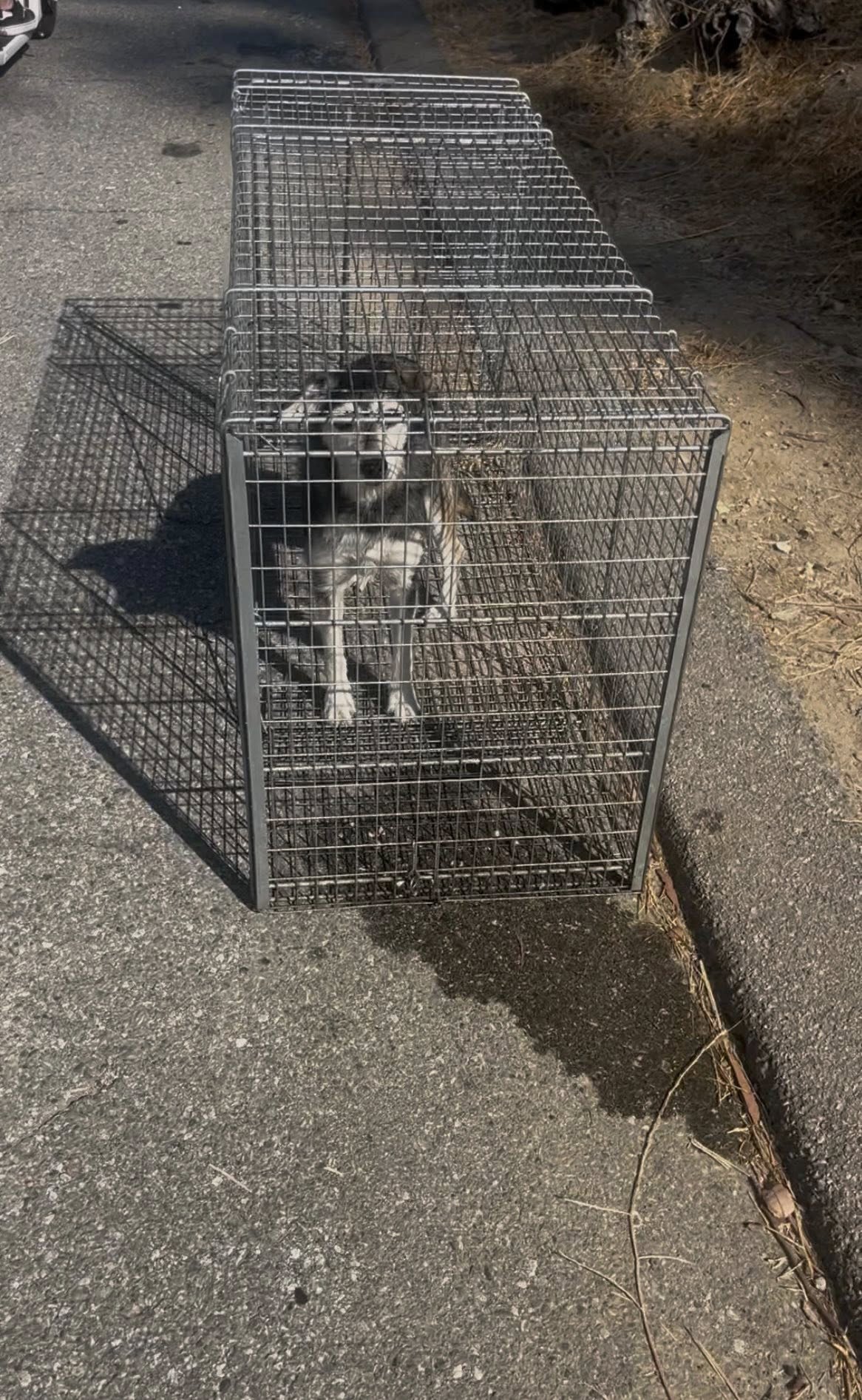 dog in crate