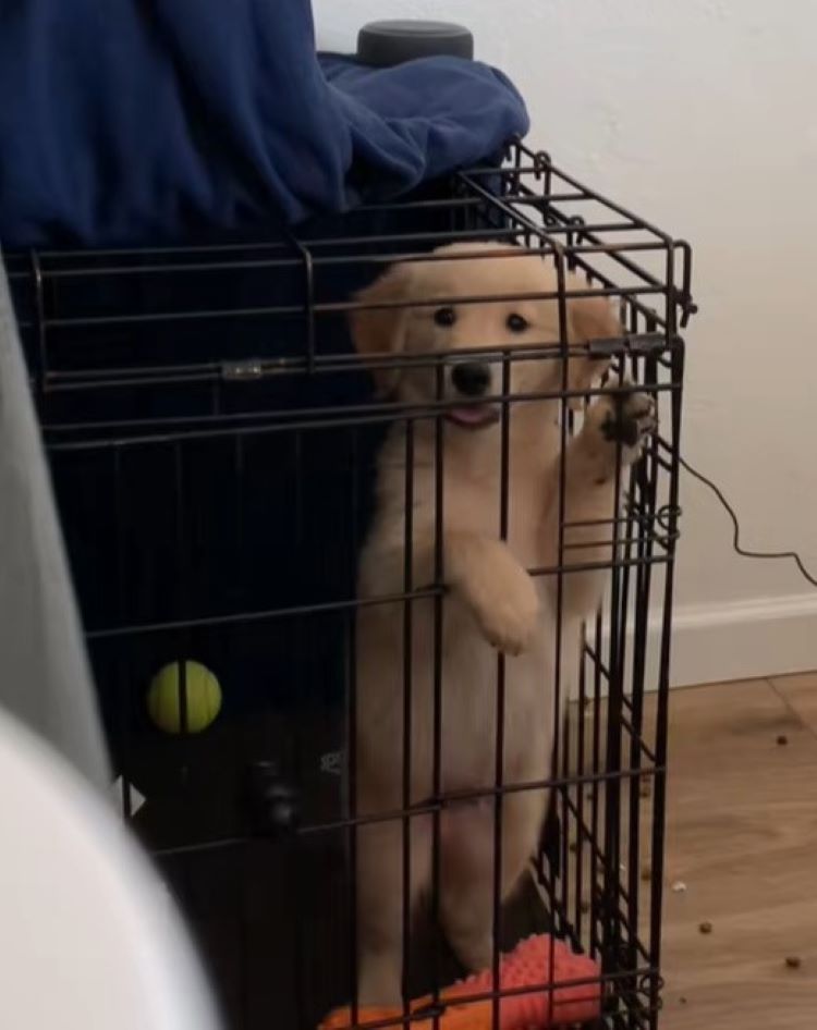 dog in crate