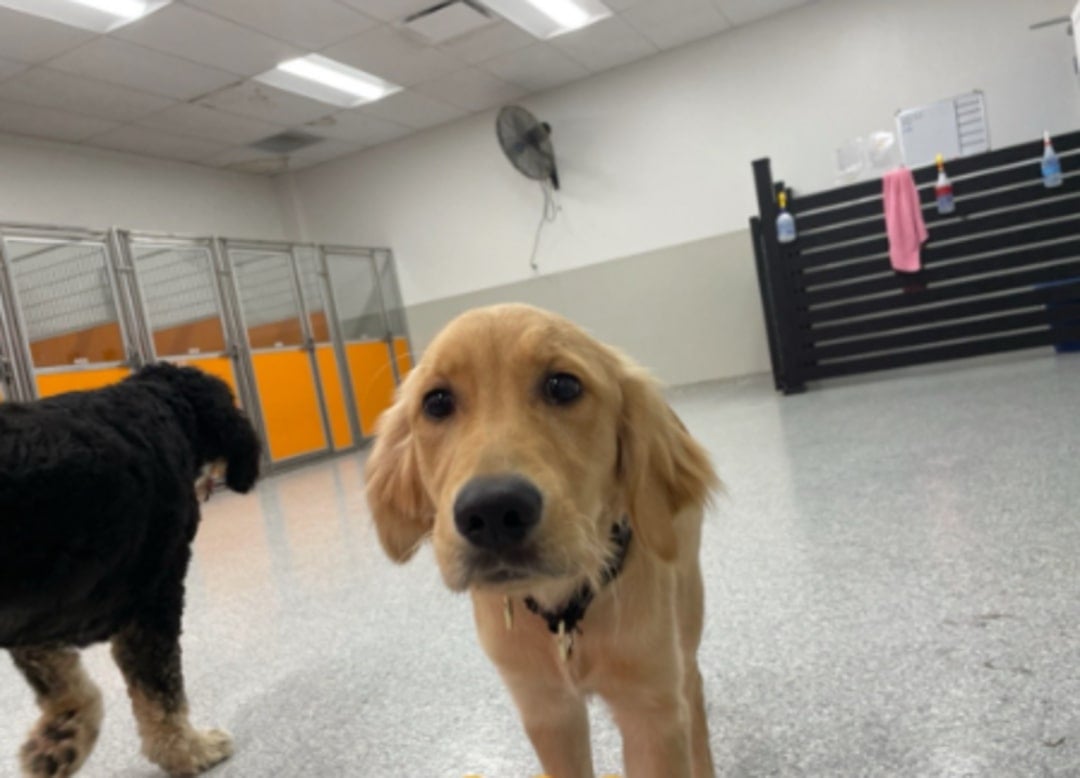 dog in daycare