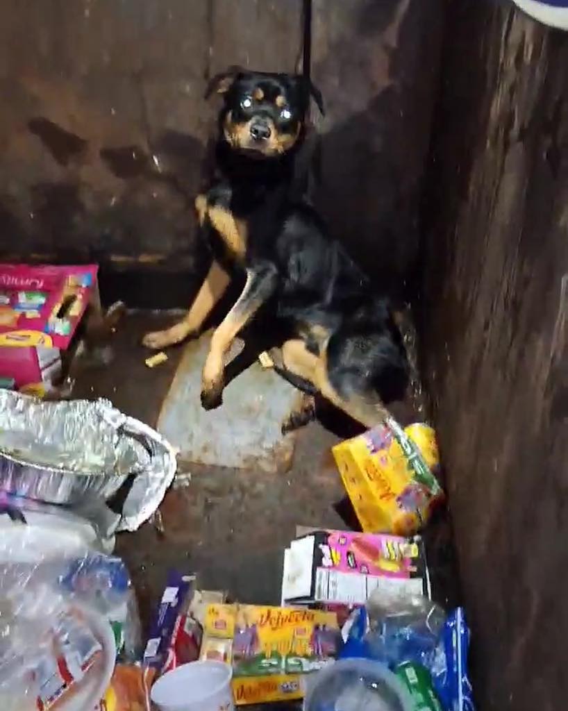 dog in dumpster