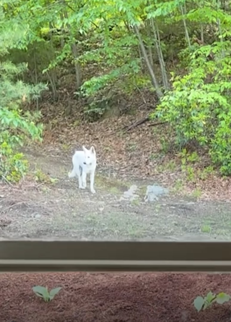 dog in forest