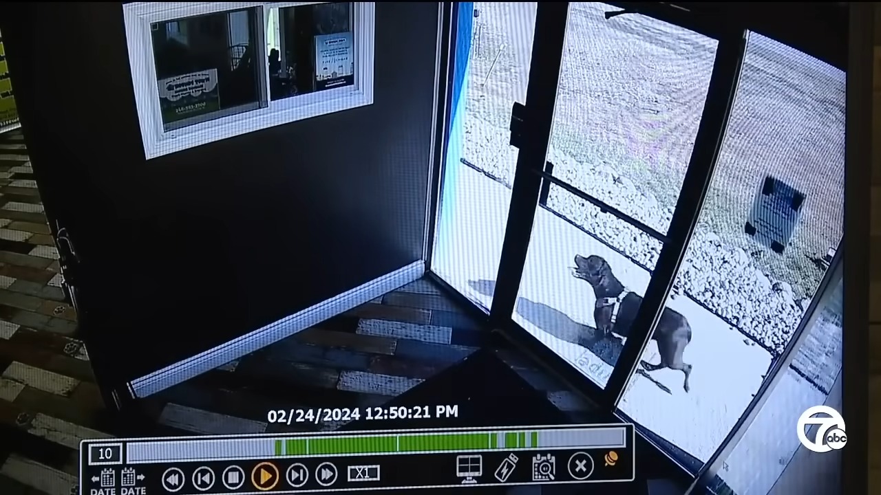 dog in front of doors