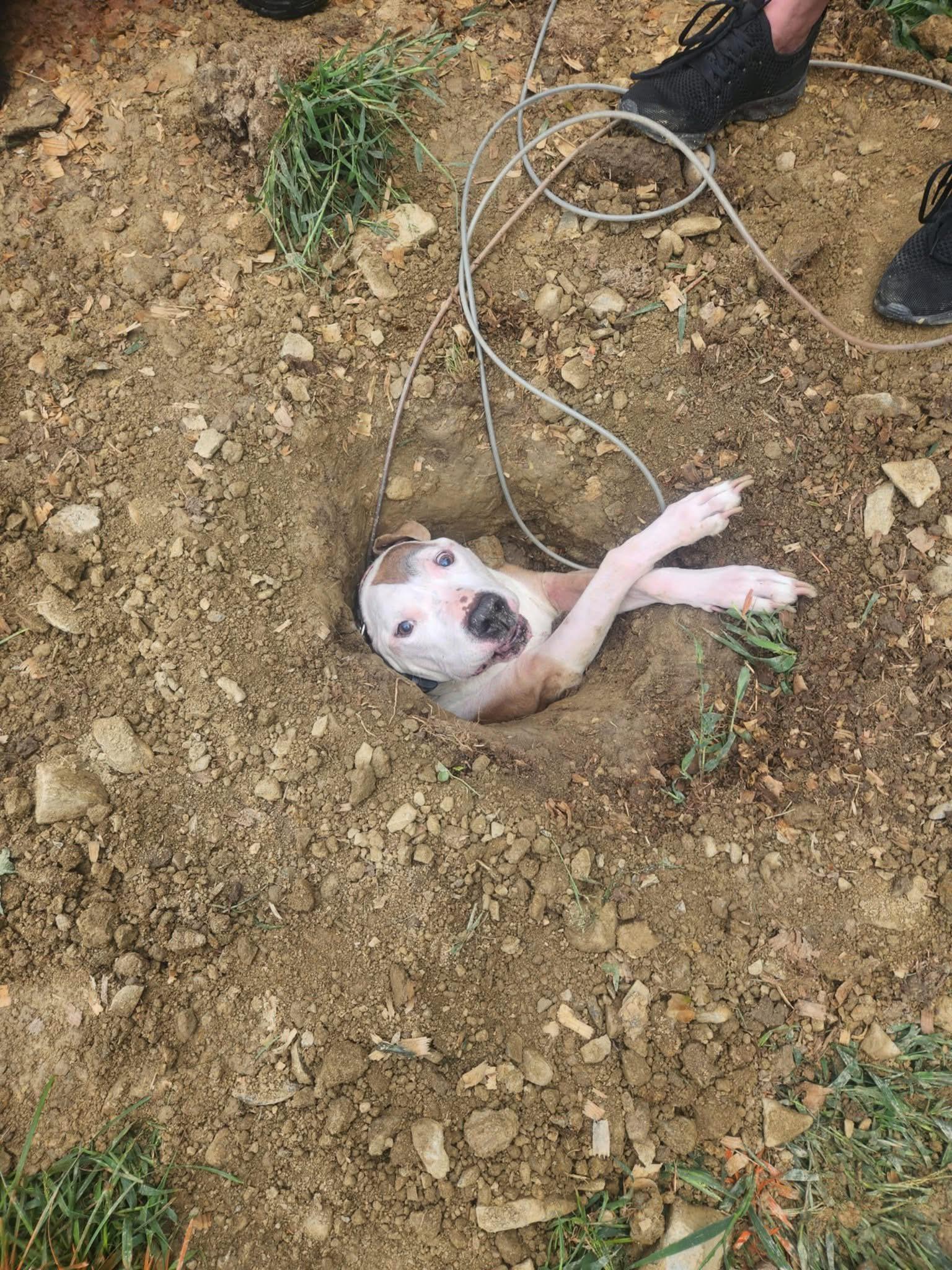 dog in hole