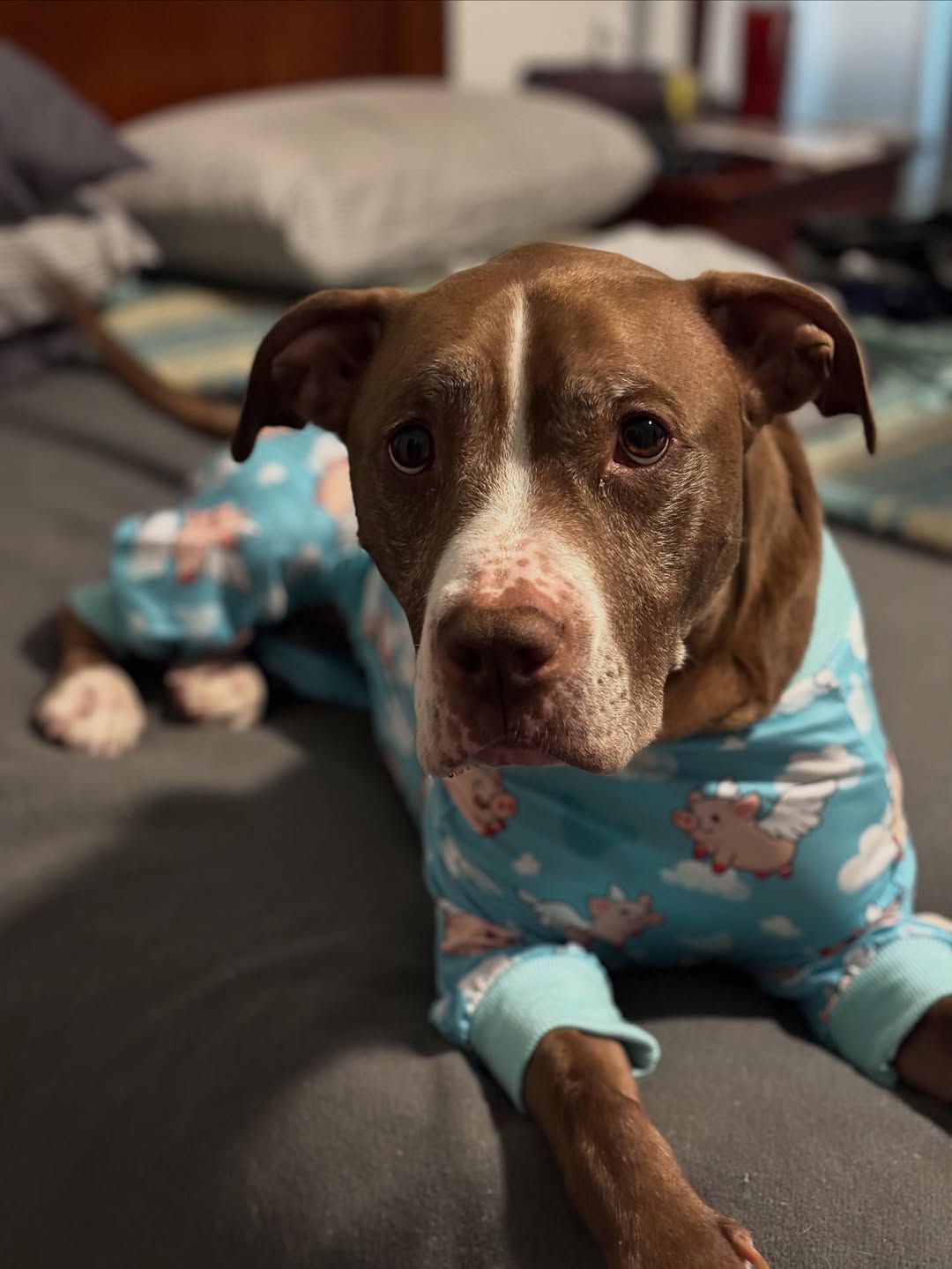 dog in pajama