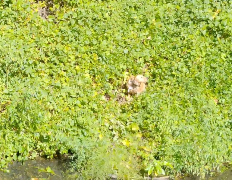 dog in reservoir