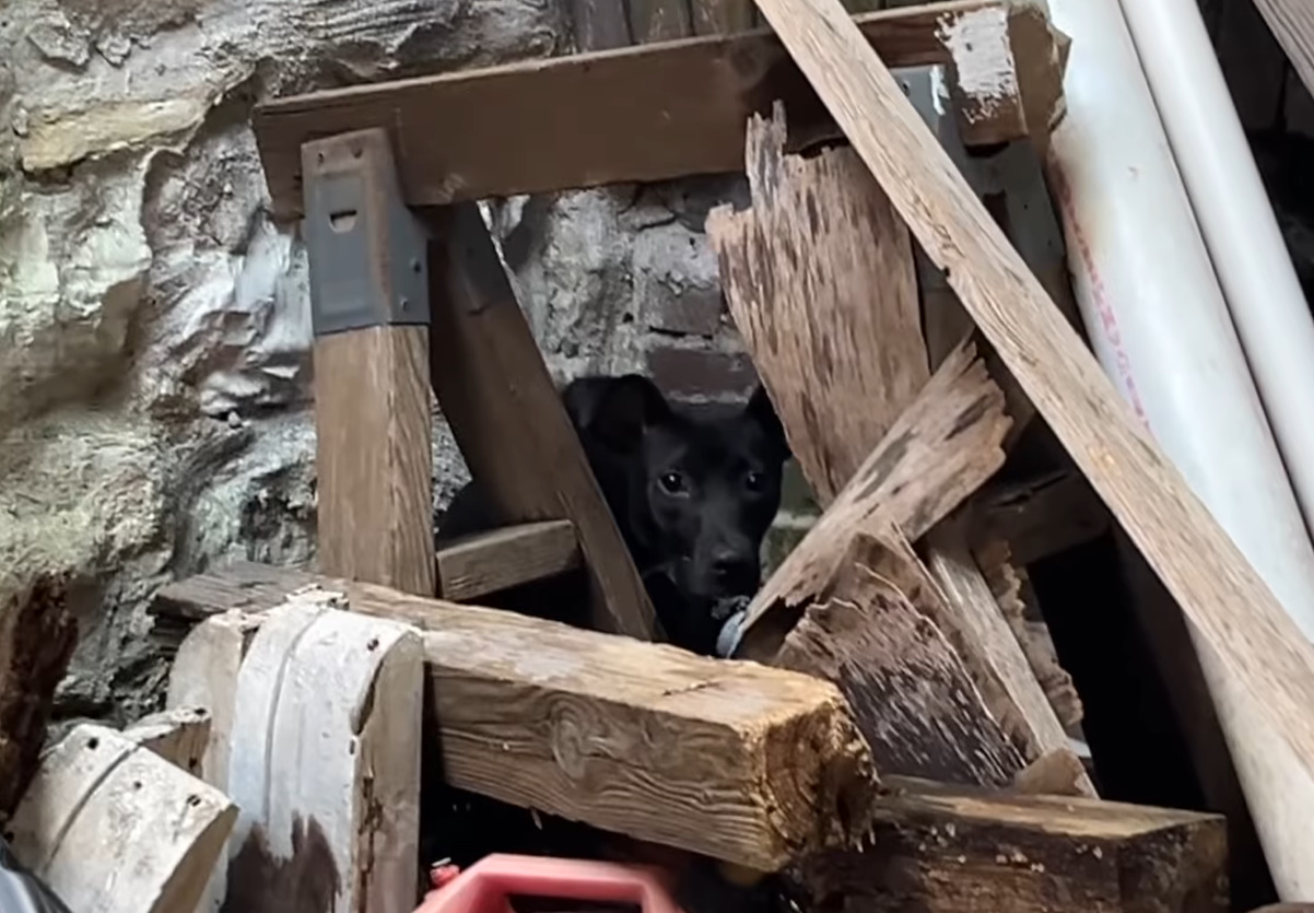 dog in rubble