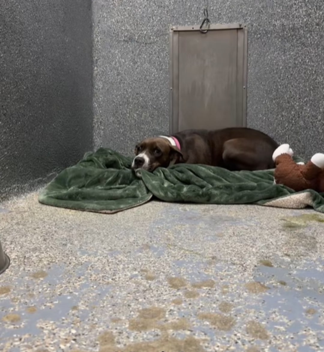 dog in shelter