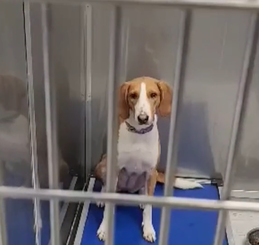 dog in shelter