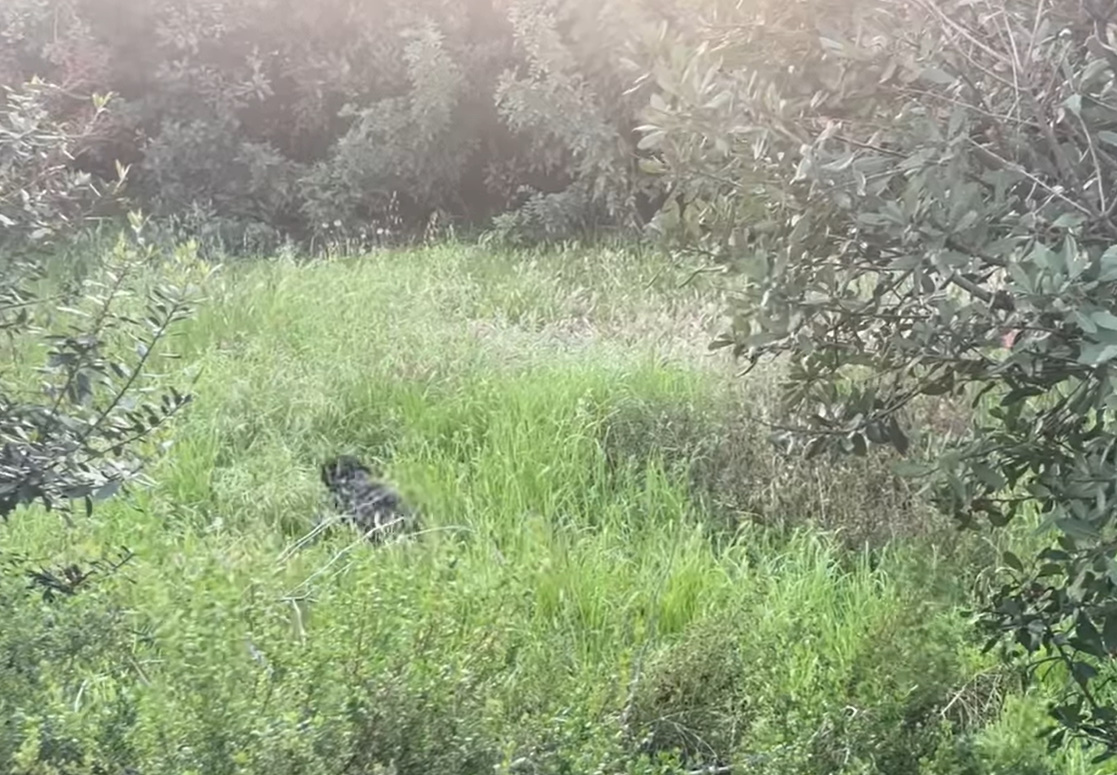 dog in tall grass