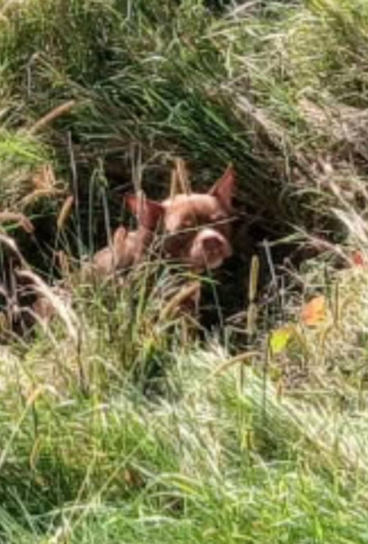 dog in tall grass