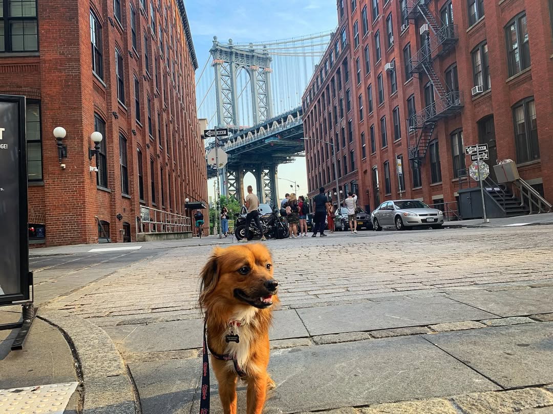 dog in the city