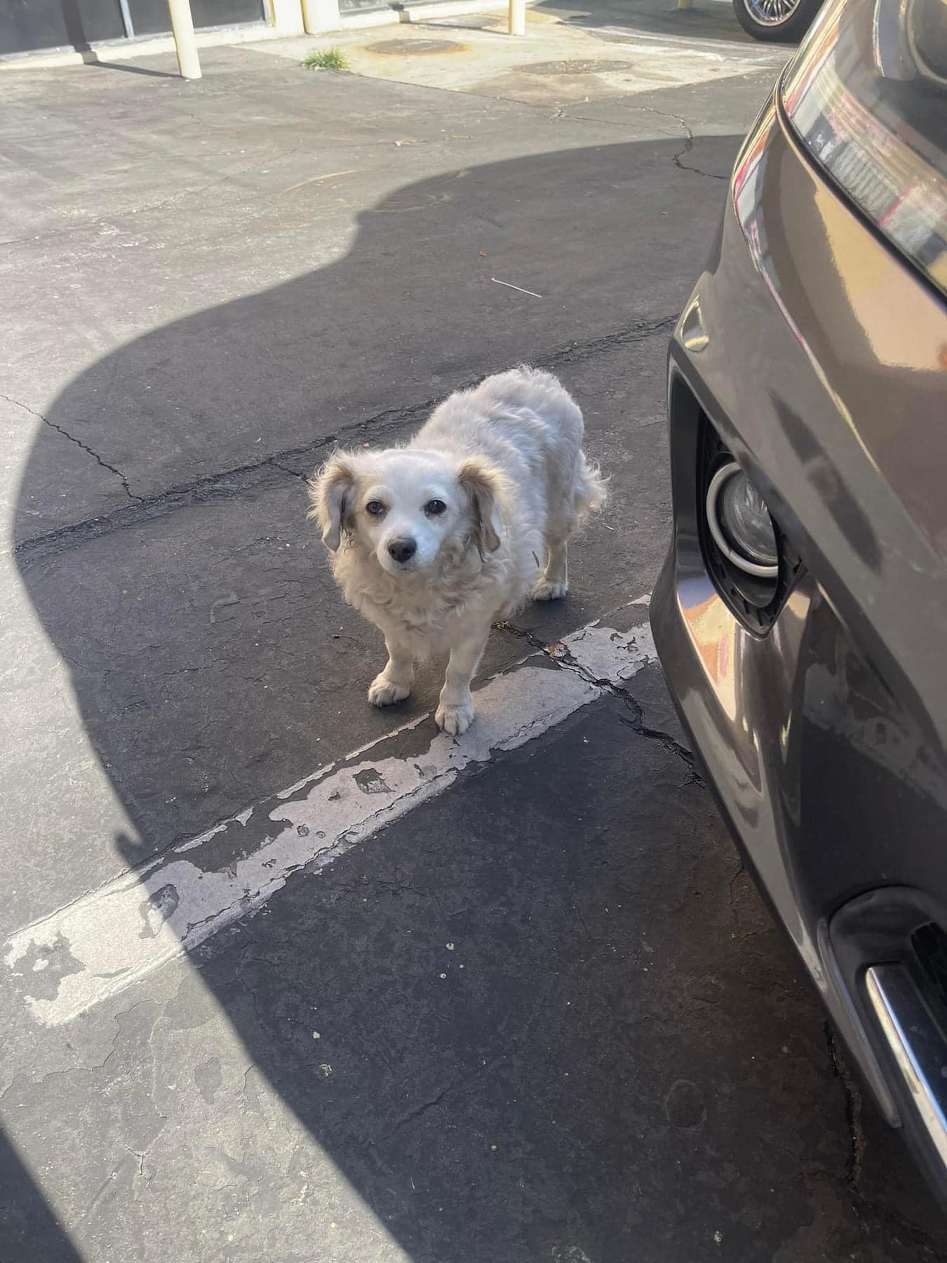 dog in the parking lot