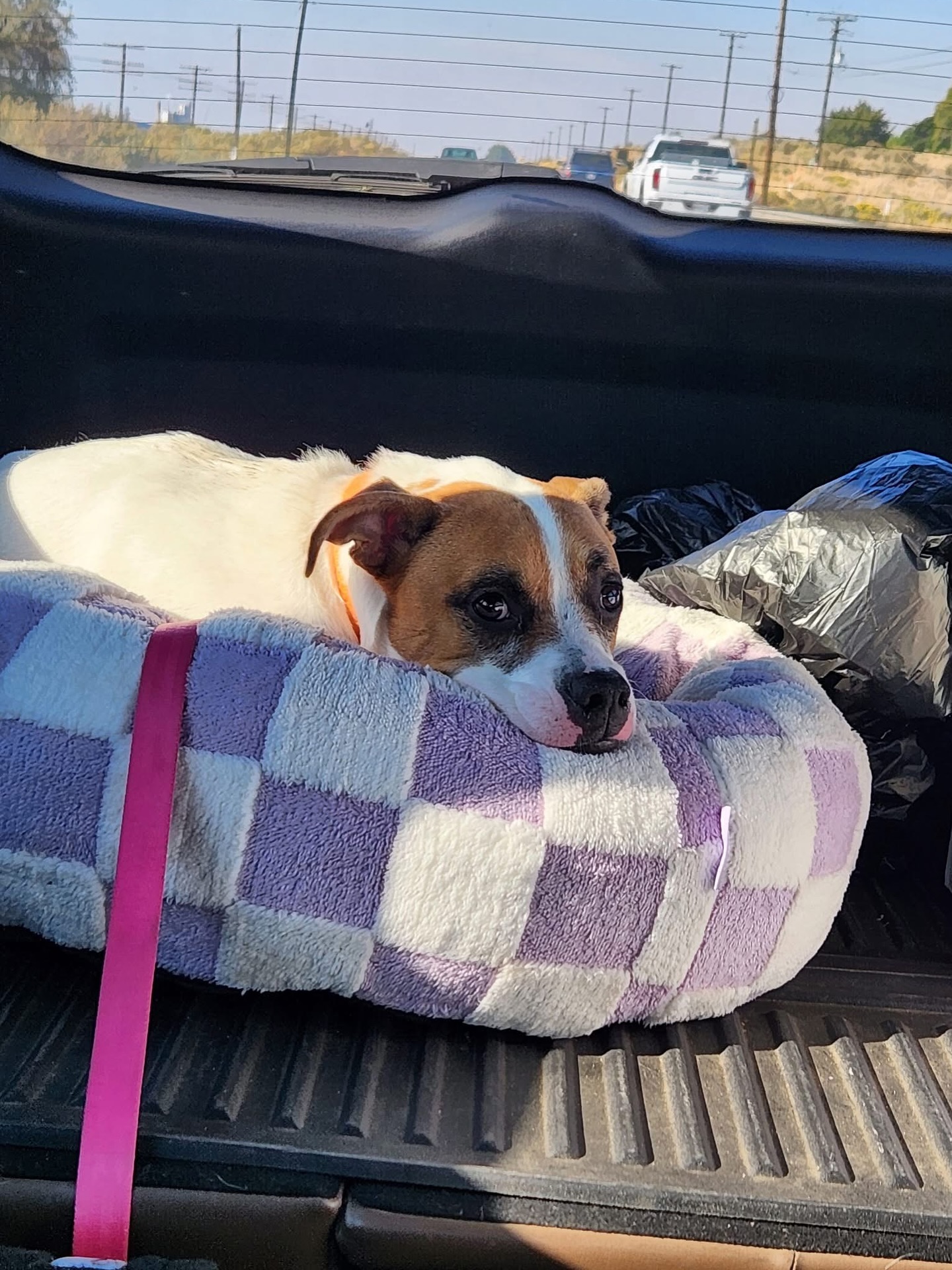 dog in trunk
