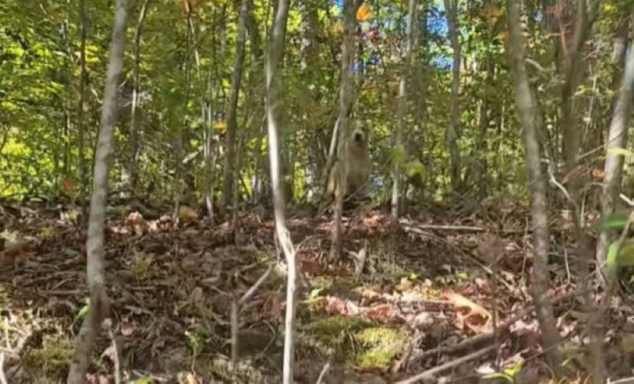 dog in woods