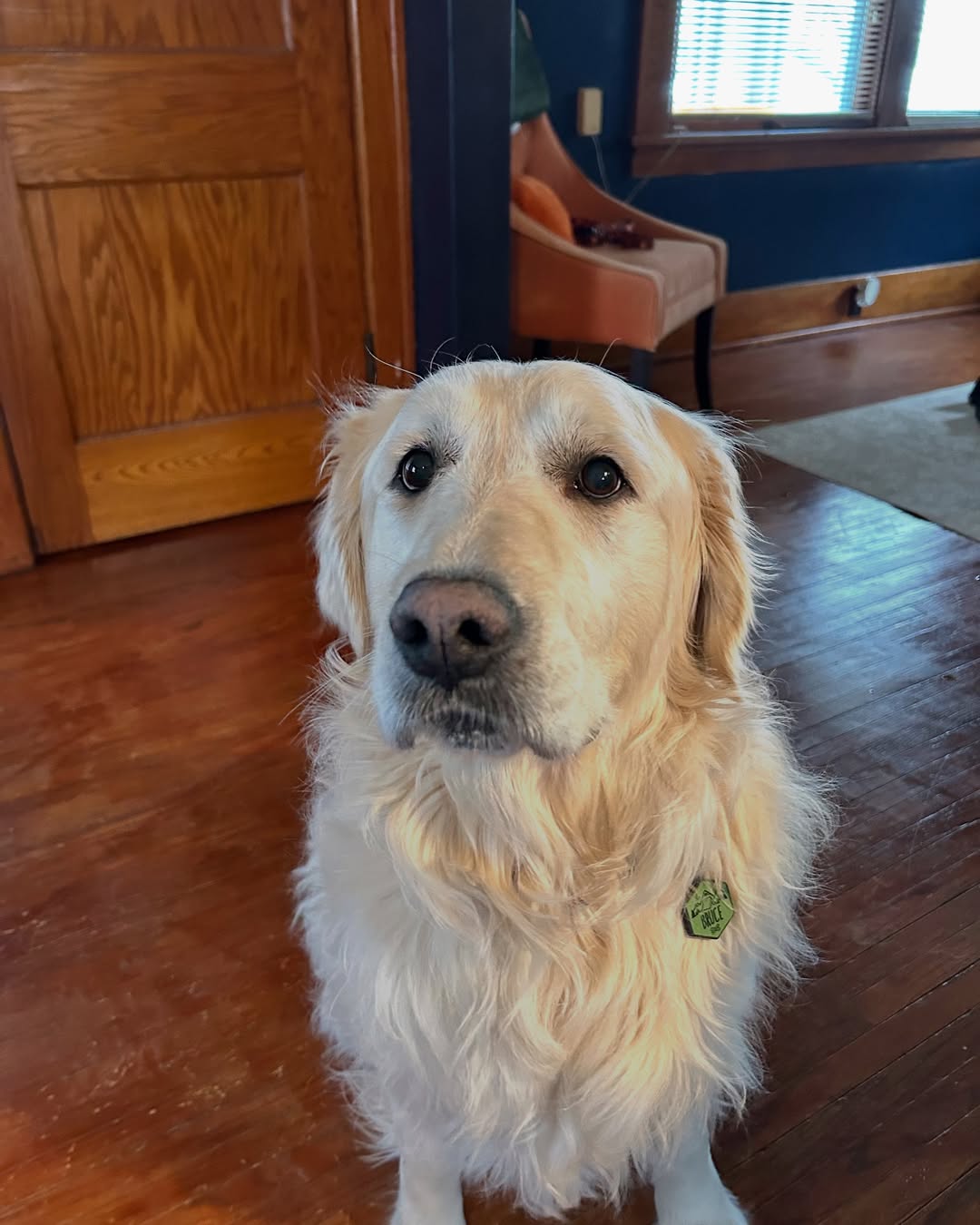 dog indoors