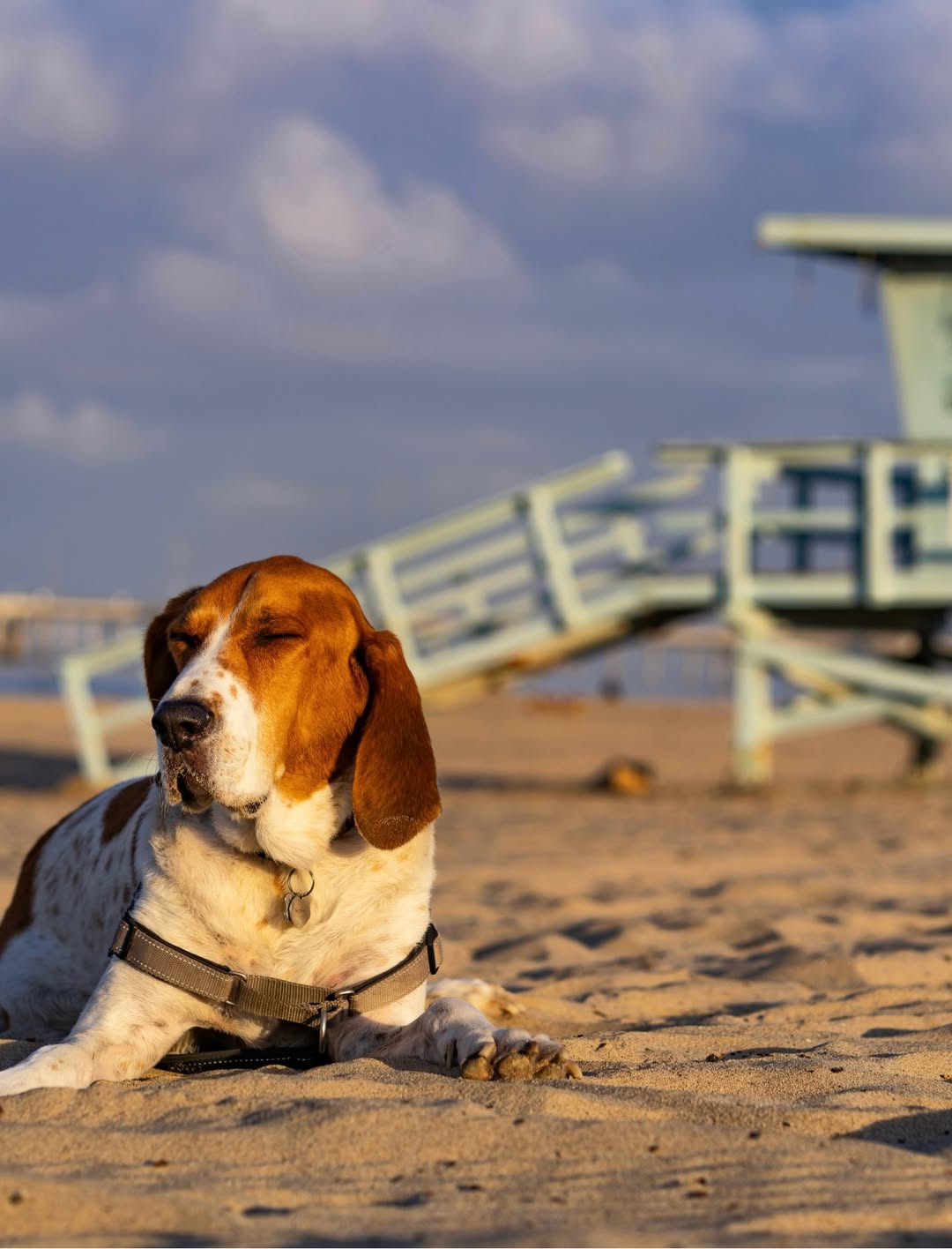 dog laying beach