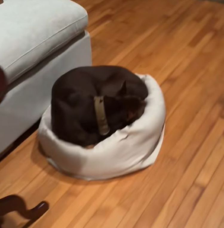 dog laying down