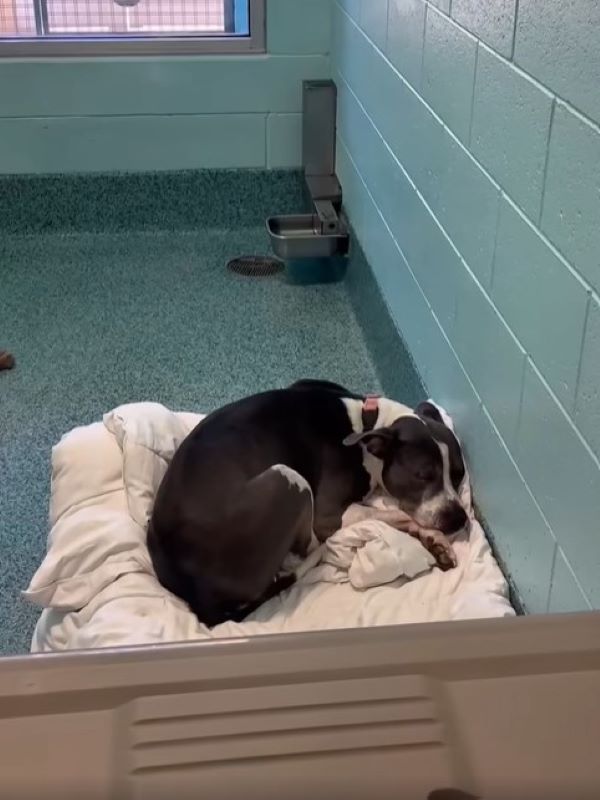 dog laying down