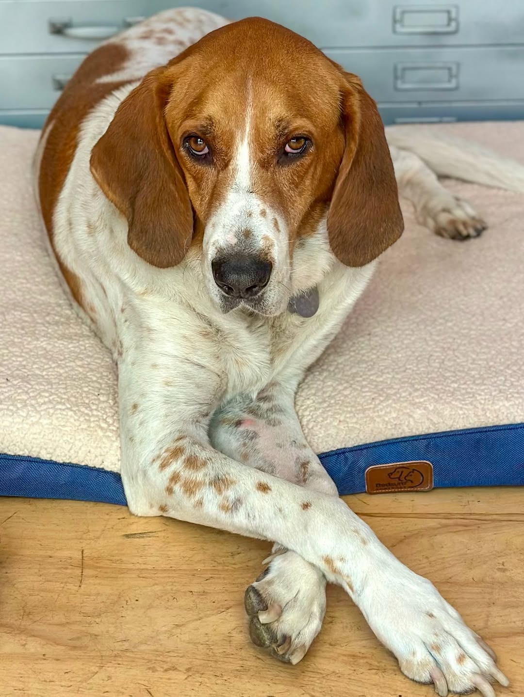 dog laying down