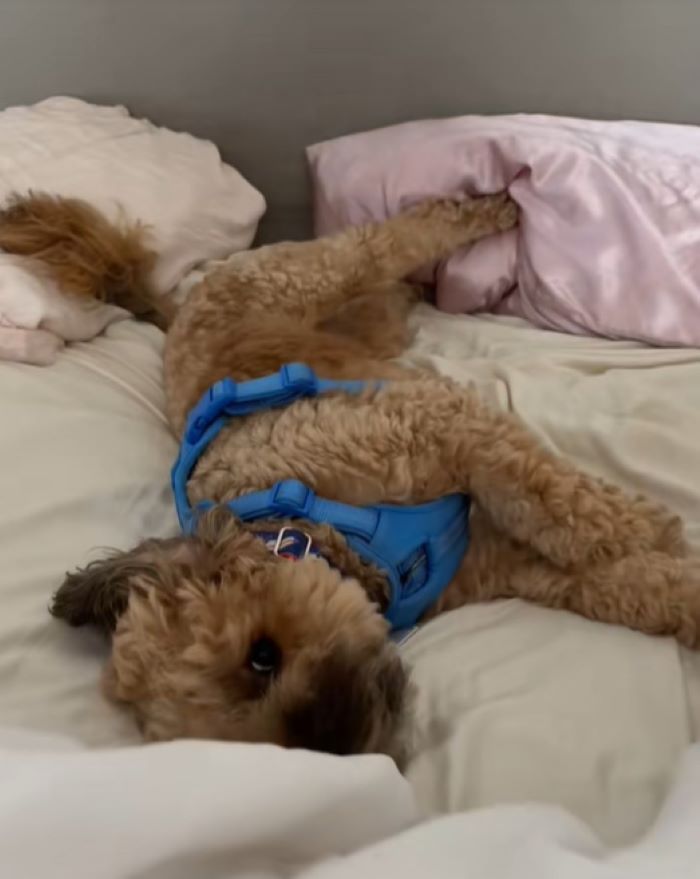dog laying in bed