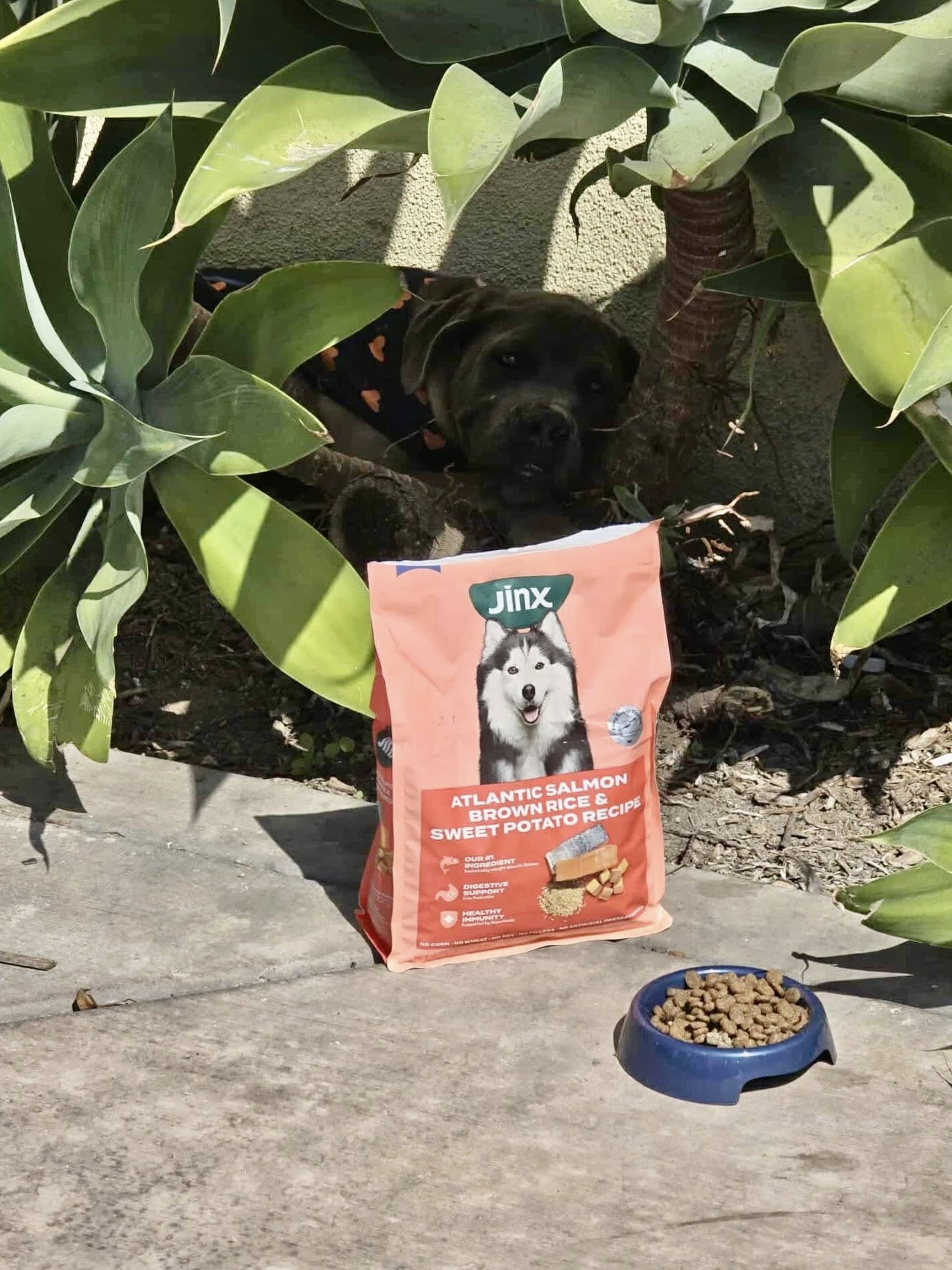 dog laying in bushes