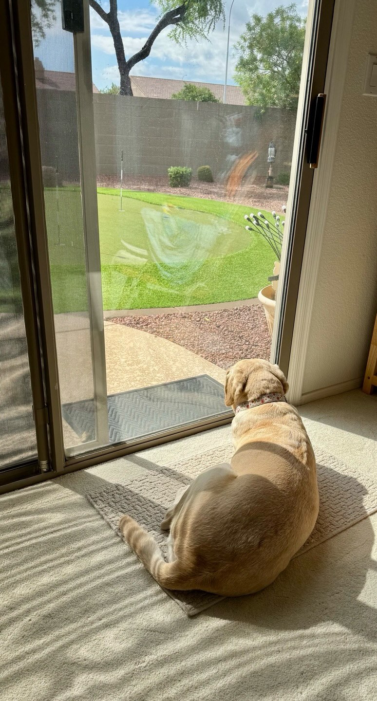 dog laying in house