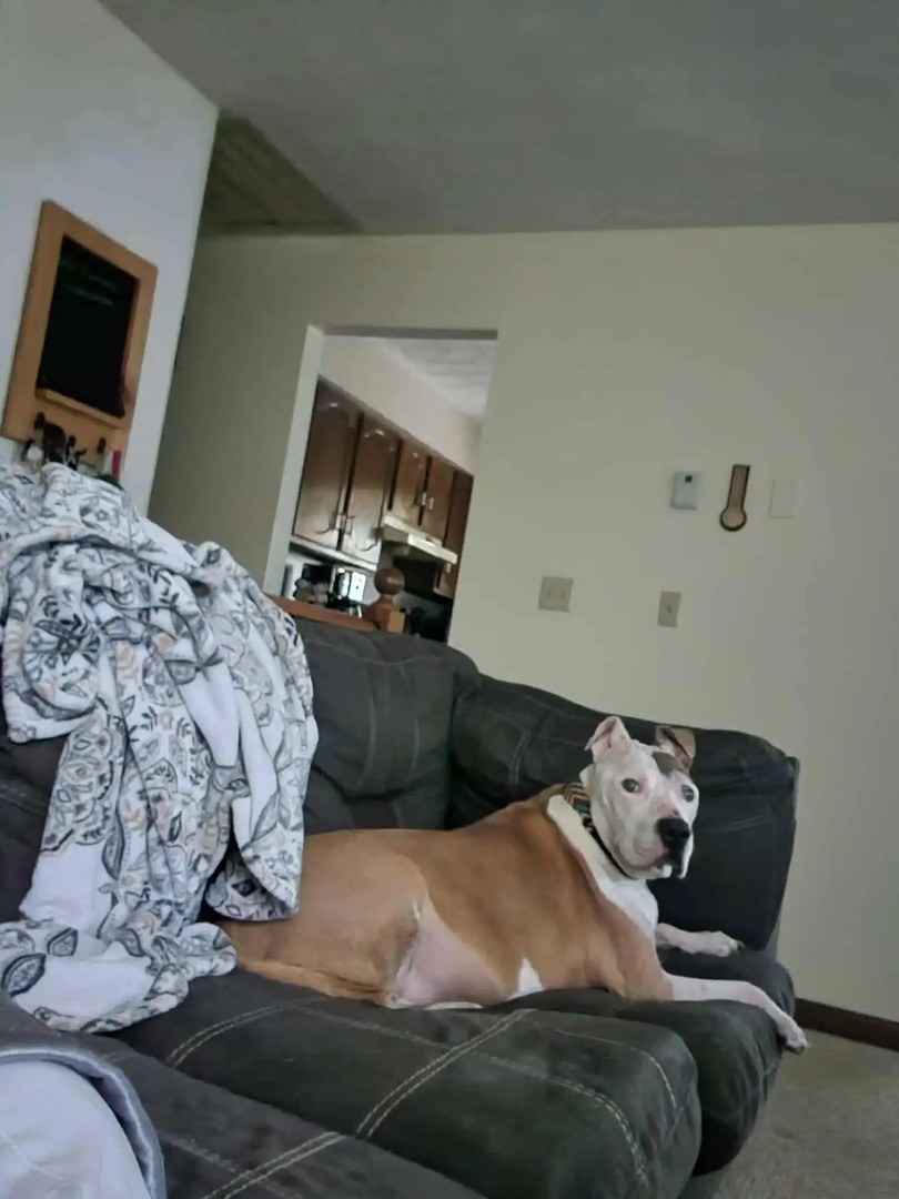 dog laying on couch