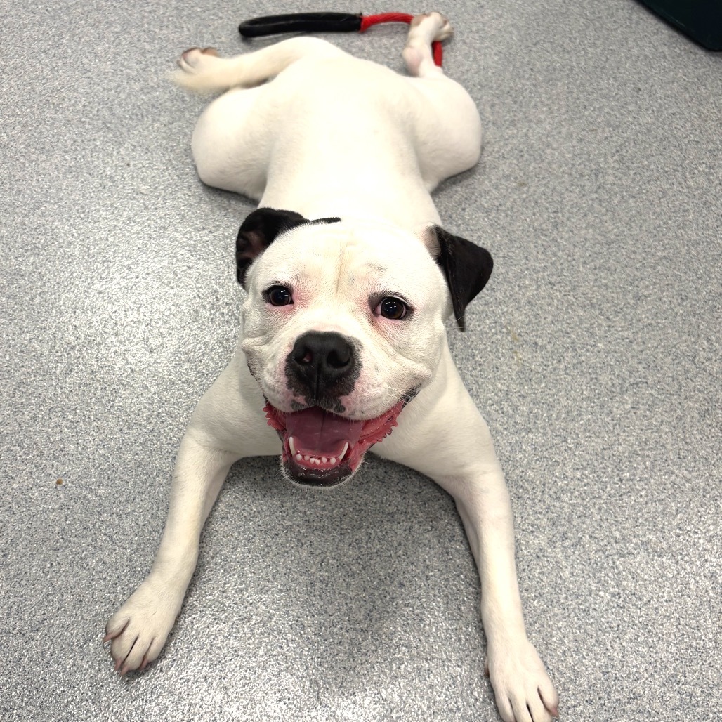 dog laying on floor
