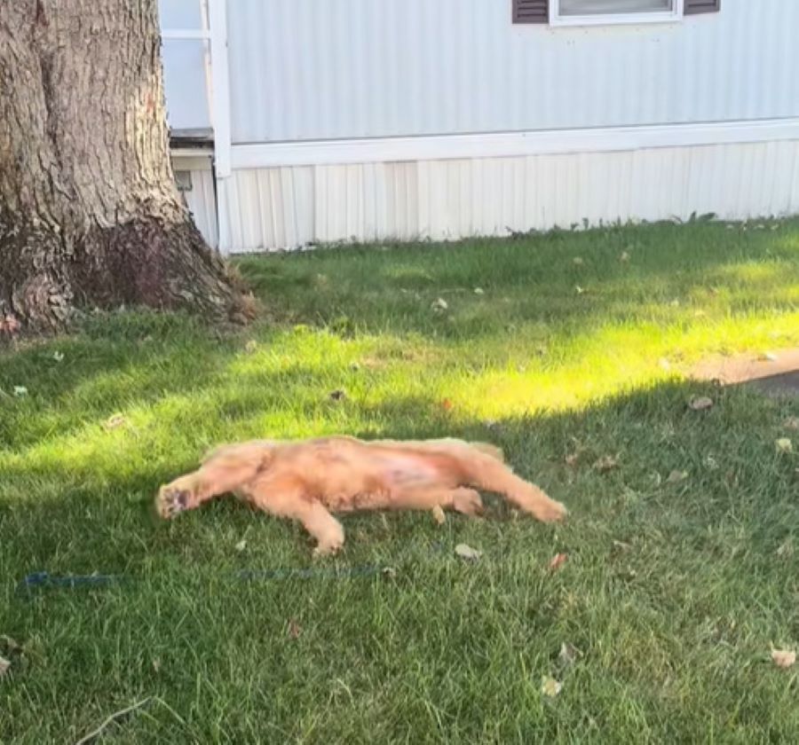 dog laying on grass