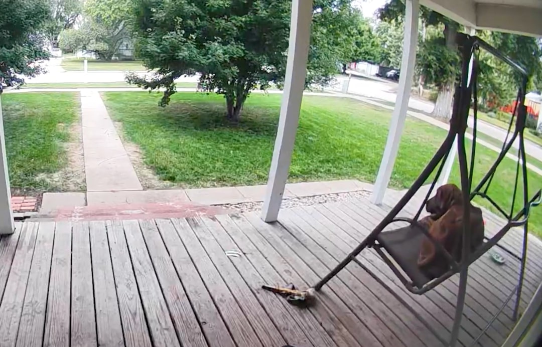 dog laying on swing