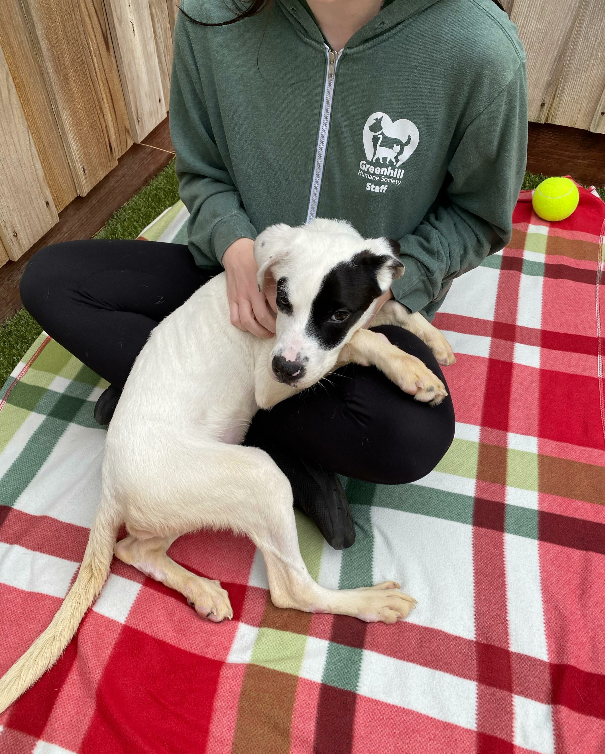 dog laying on woman