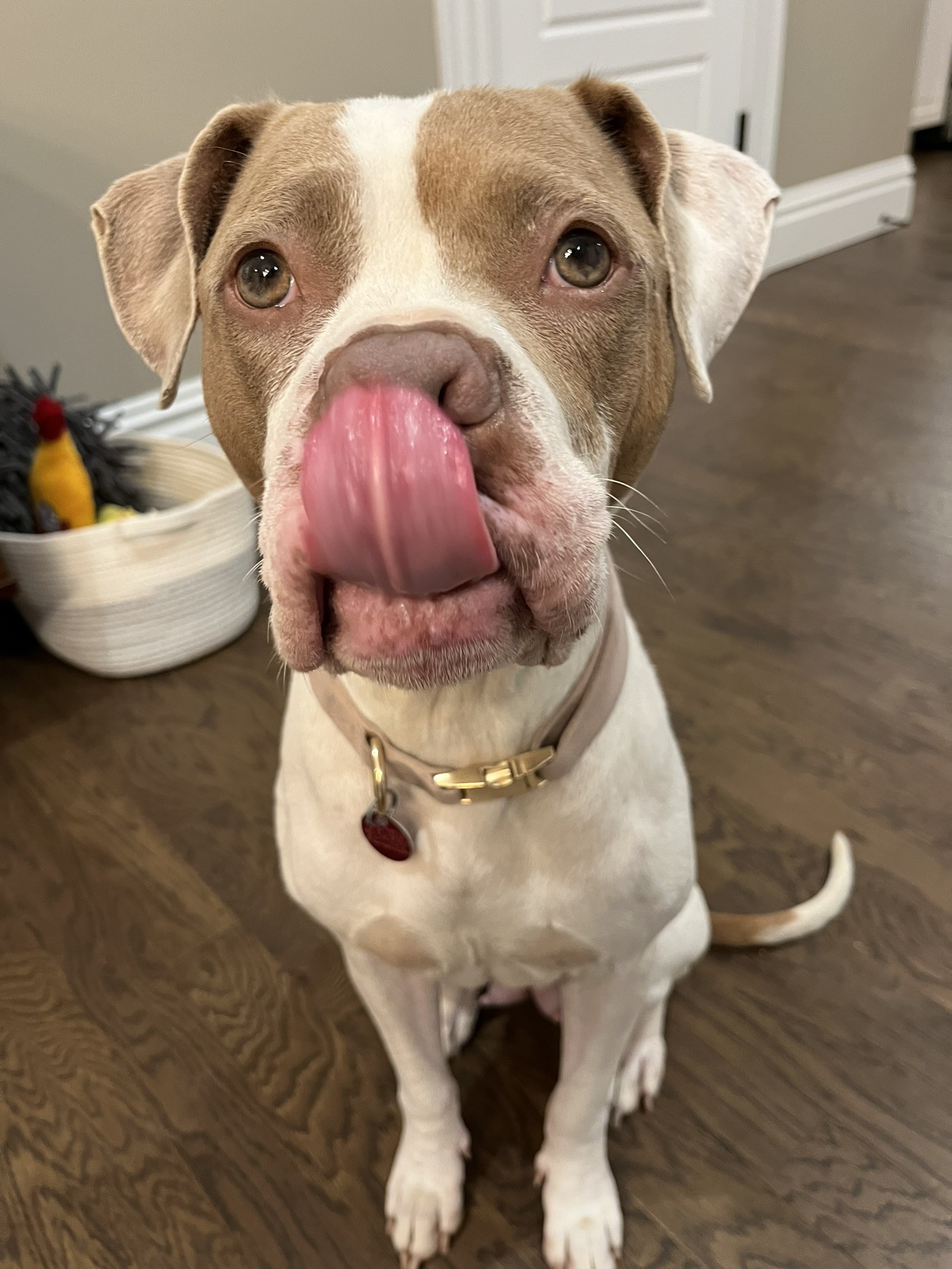 dog licking his nose